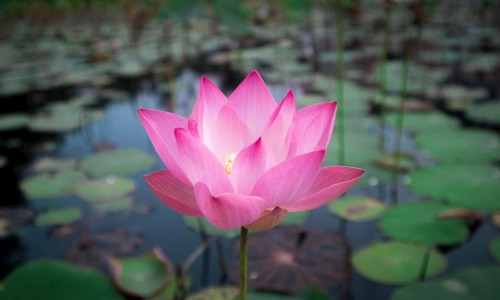 【天津格林国际幼儿园学费】妇良胶囊是消炎药吗 - 妇良胶囊消炎吗网